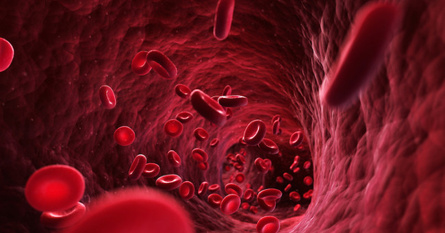 How much blood does the human body contain?