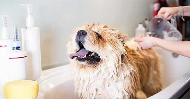 How often should you bathe your dog?