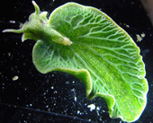 How organisms evolved in modern times