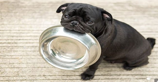 How pets recognize time