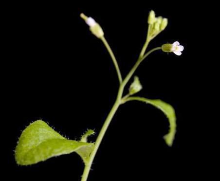 How plants respond to gravity, pressure and impact