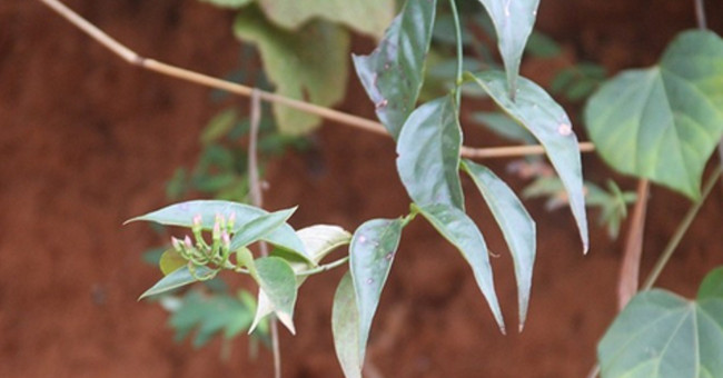How quickly is poison in finger leaves killing people?