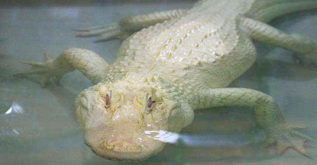 How rare is the white crocodile used to make Hermès Birkin bags?