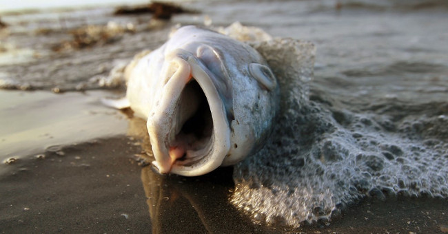 How red tide poisoned marine life and humans