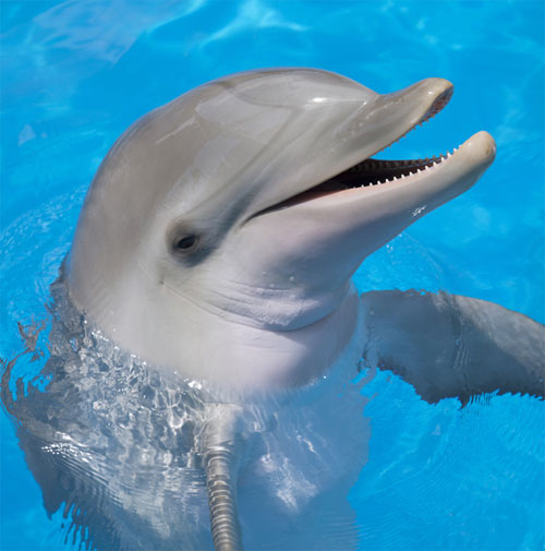 How smart is dolphin?