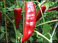 How spicy foods can kill cancer