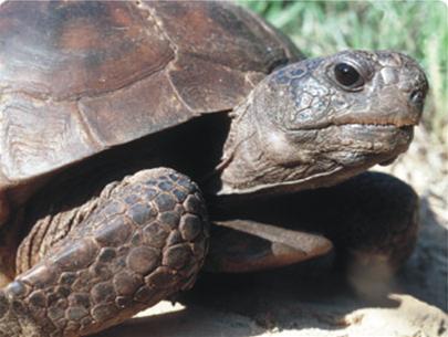 how the turtle's cover was made?