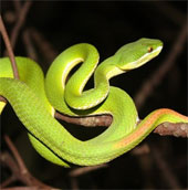 How to be attacked by a red-tailed snake?