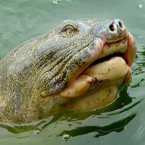 How to bring the Tortoise to shore to see a doctor?