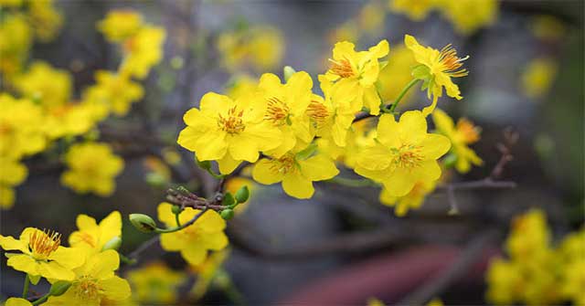 How to choose beautiful apricot flowers, many fortune to welcome Tet