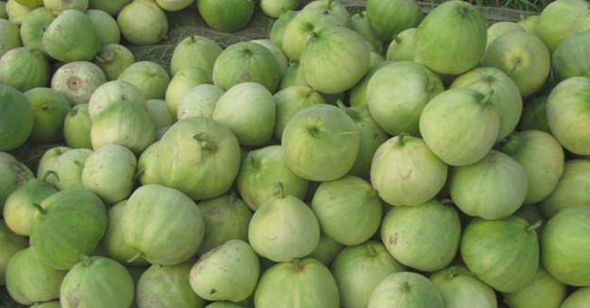 How to choose delicious melon without sucking 'chemical'