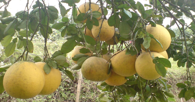 How to choose good and beautiful pomelos to burn incense on Tet