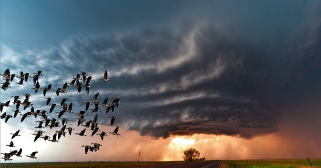 How to confront wisdom with super typhoon of birds