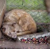 How to detect fake mink coffee