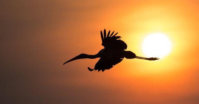How to determine simple directions by sun and experience
