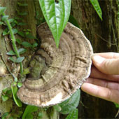 How to distinguish and choose good Ganoderma