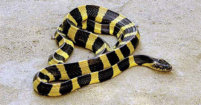 How to distinguish hot and hard snakes