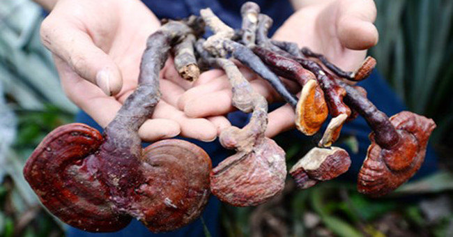 How to distinguish lingzhi mushrooms and green limbs