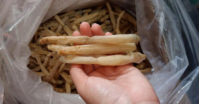How to distinguish Quang Ninh peanut worms and Chinese devotees