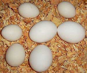 How to distinguish raw eggs, raw eggs?
