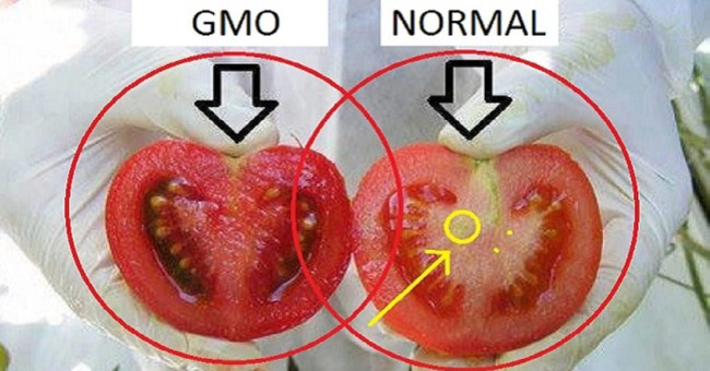 How to distinguish regular tomatoes and genetically modified tomatoes