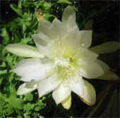 How to grow and care always good quỳnh flowers