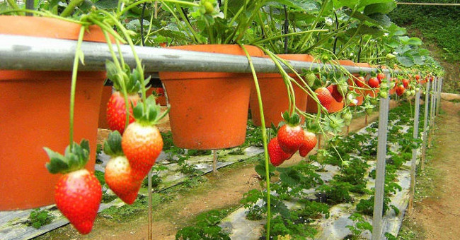 How to grow and care for strawberries at home for red ripe fruits
