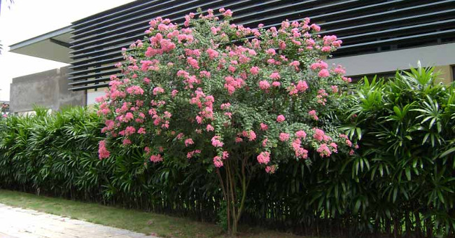 How to grow and care vy wing flowers