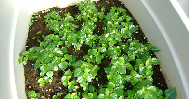 How to grow and take care of crab vegetables at home is very simple