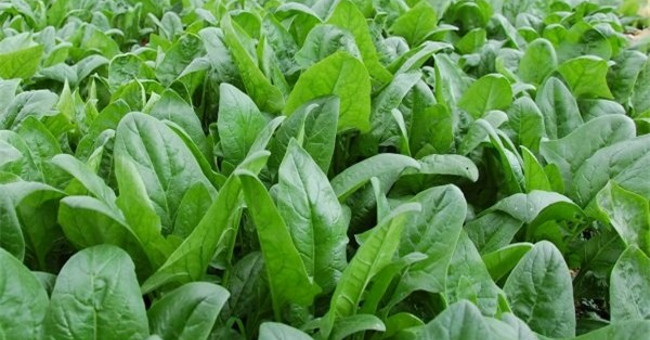 How to grow cancer-resistant spinach at home