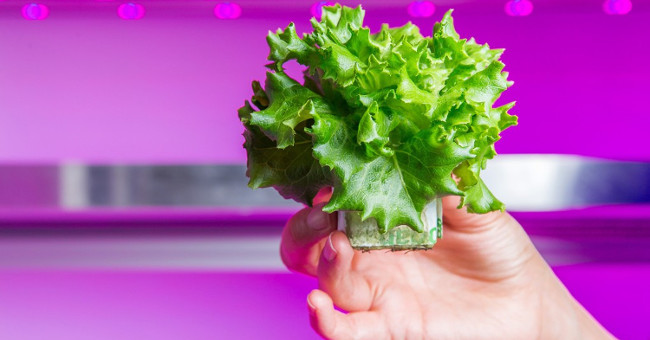 How to grow clean vegetables is good for the health of the Dutch people