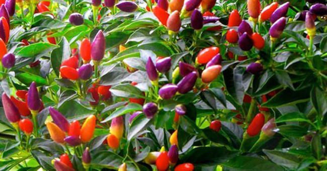 How to grow colorful peppers at home while eating and making scenes