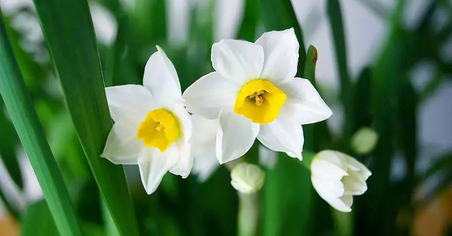 How to grow daffodils to welcome Tet for the new year is peaceful