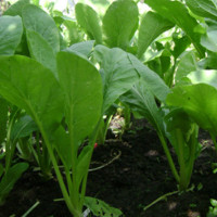 How to grow good green choysum at home