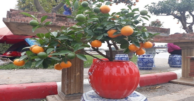 How to grow kumquat trees in the simplest pots