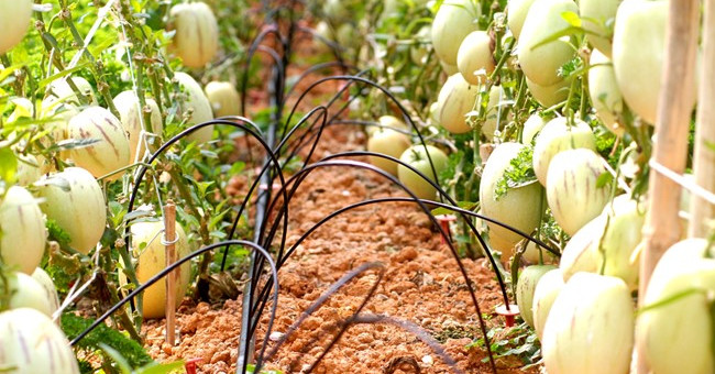 How to grow pepino wrong fruit in potted plants for every home