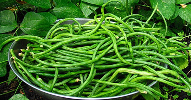 How to grow safe cowpea for households