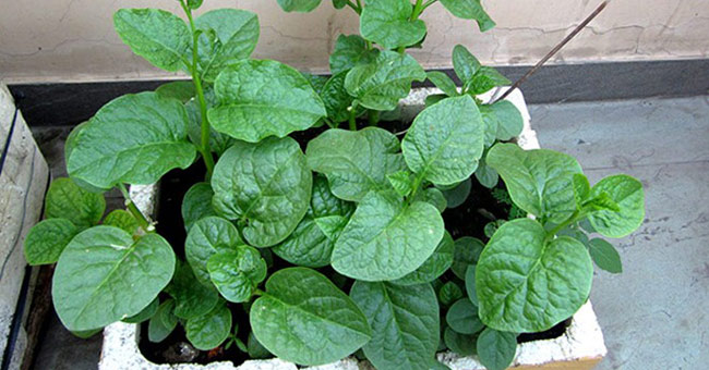 How to grow simple and clean spinach at home