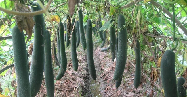 How to grow squash wrong fruit