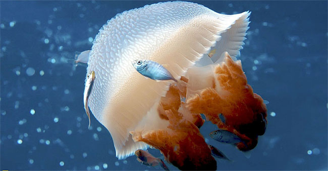 How to handle when being stung by jellyfish and cramps during summer bathing