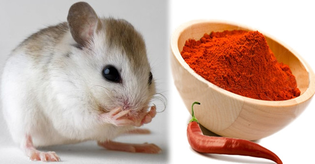 How to help you kill mice quickly without taking medicine