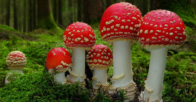 How to identify and prevent poisonous mushrooms