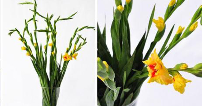 How to keep fresh gladiolus flowers long during Tet holidays