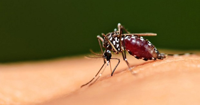 How to kill mosquitoes quickly in 10 minutes