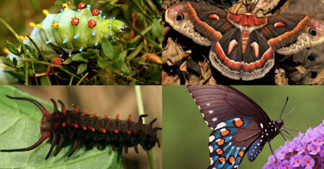 How to make a moth into a butterfly?
