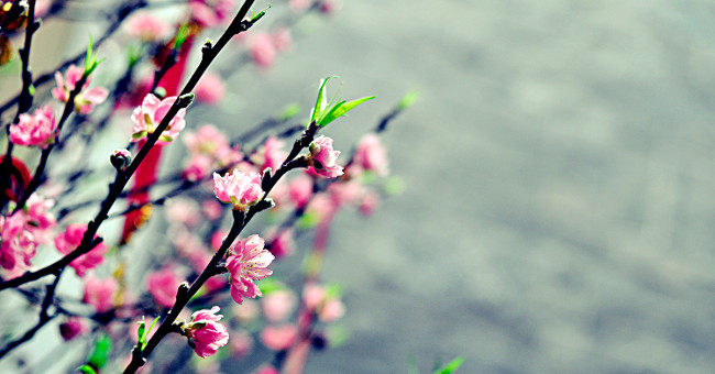 How to make peach blossom bloom right Tet
