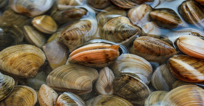 How to make the oysters emit all the sand and vegetables withered is a very fast revival of the Japanese
