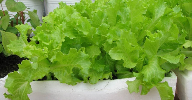 How to plant clean lettuce in foam containers