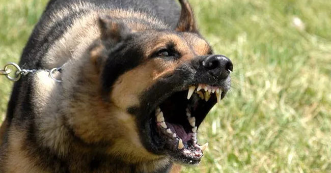 How to prevent and escape when the dog attacks