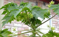 How to prevent and treat papaya papaya disease